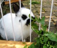 Dierenwereld Eukanuba