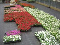 Bloemisterij Stiers-Slootmaekers Chrysanten