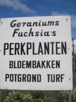 Bloemisterij Stiers-Slootmaekers Chrysanten