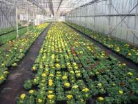 Bloemisterij Stiers-Slootmaekers Chrysanten