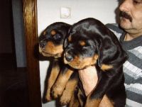 Van Maeylo Kennel