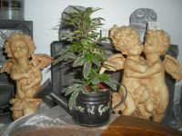 Vergroot foto