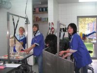 Hondenkapsalon Kenzo Hondenverzorging