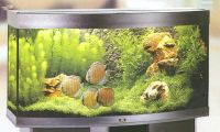 Berden Eric en Marijke - Aquariums Vissen