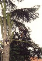 Lamsens Filip Bomen