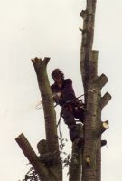 Lamsens Filip Bomen
