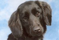 Kennel Van Roozelaer Fok van grote en kleine munsterlander