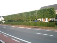Vergroot foto
