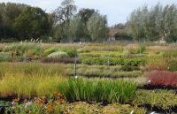 Bruckeveld  Boom
