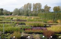 Bruckeveld  Boom