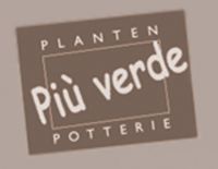 Pi&ugrave; Verde Chrysanten