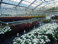 Bloemisterij Van Sweevelt Potplanten