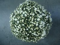 Bloemisterij Van Sweevelt Potplanten