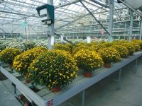 Bloemisterij Van Sweevelt Potplanten