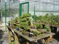 Bauwens Bonsai Boo