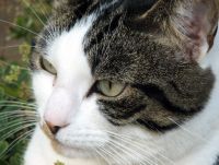 Dierenarts Guy Soetaert Dier