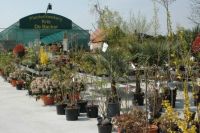 Plantenkwekerij Kris De Backer Terrasplanten