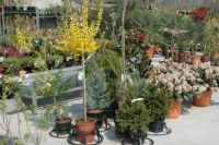 Plantenkwekerij Kris De Backer Terrasplanten