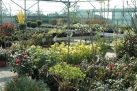 Plantenkwekerij Kris De Backer Terrasplanten