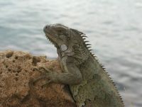 Vergroot foto