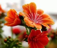 Flora Lux NV Bloemschikken