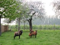 Vergroot foto
