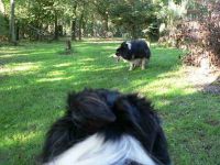 Honden- en kattenverzorging Leona Hondenverzorging