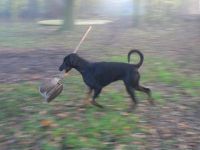 Honden- en kattenverzorging Leona Vakantieverblijven