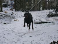 Honden- en kattenverzorging Leona Vakantieverblijven