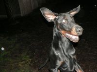 Honden- en kattenverzorging Leona Vakantieverblijven