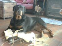 Honden- en kattenverzorging Leona Hondenverzorging