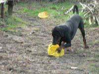 Honden- en kattenverzorging Leona Hondenverzorging