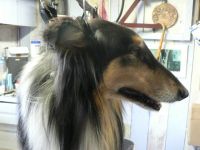 Honden- en kattenverzorging Leona Vakantieverblijven