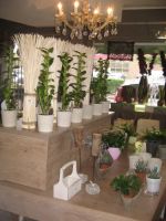 Het Groenatelier bvba Terrasplanten
