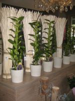 Het Groenatelier bvba Terrasplanten