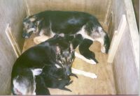 Kennel Von Spitzbubezwinger Duits