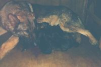 Kennel Von Spitzbubezwinger Duits
