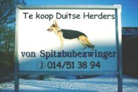Kennel Von Spitzbubezwinger Duits