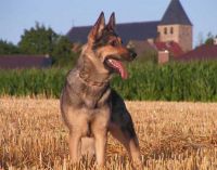 Kennel Von Spitzbubezwinger Duits