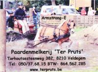 Paardenmelkerij Ter Pruts Haflinger