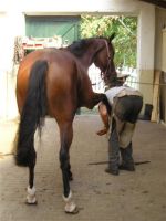 Baeten Jeroen Paard