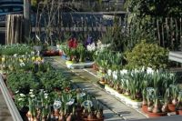 De Orangerie nv Bloemschikcursussen