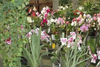 De Orangerie nv Bloemschikcursussen