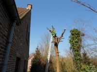 Green Garden Asse