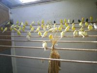 Vogelhandel Beernaert Quiko