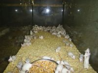 Vogelhandel Beernaert Quiko
