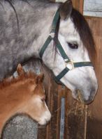 Dierenarts Isabelle Breckpot Chirurgie