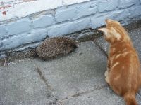 Dierenarts Isabelle Breckpot Chirurgie