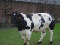 Het Wit-Blauw Vleesbedrijf Rundsvlees