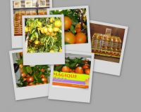 Vandepoel Fruit bvba Exoten